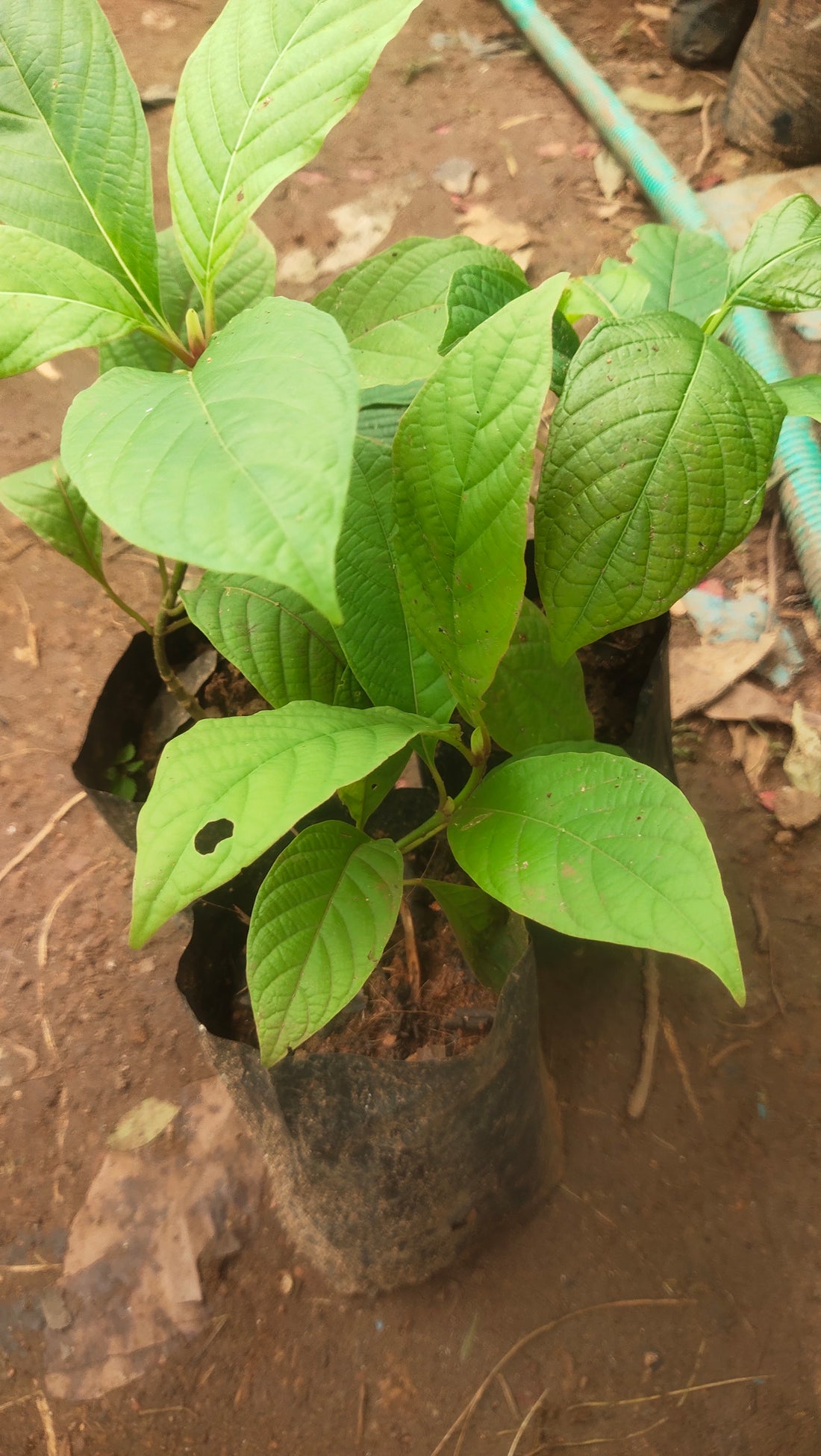 Red Kadamb (Neolamarckia cadamba) Flowering Live Plant