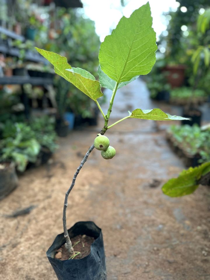 Israel Fig / Anjeer / Athi pazham Grafted Live Plant