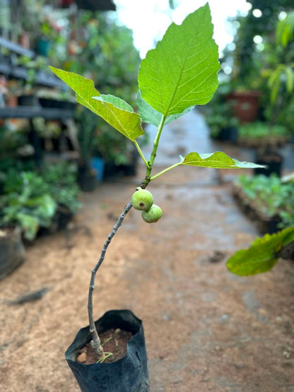 Israel Fig / Anjeer / Athi pazham Grafted Live Plant