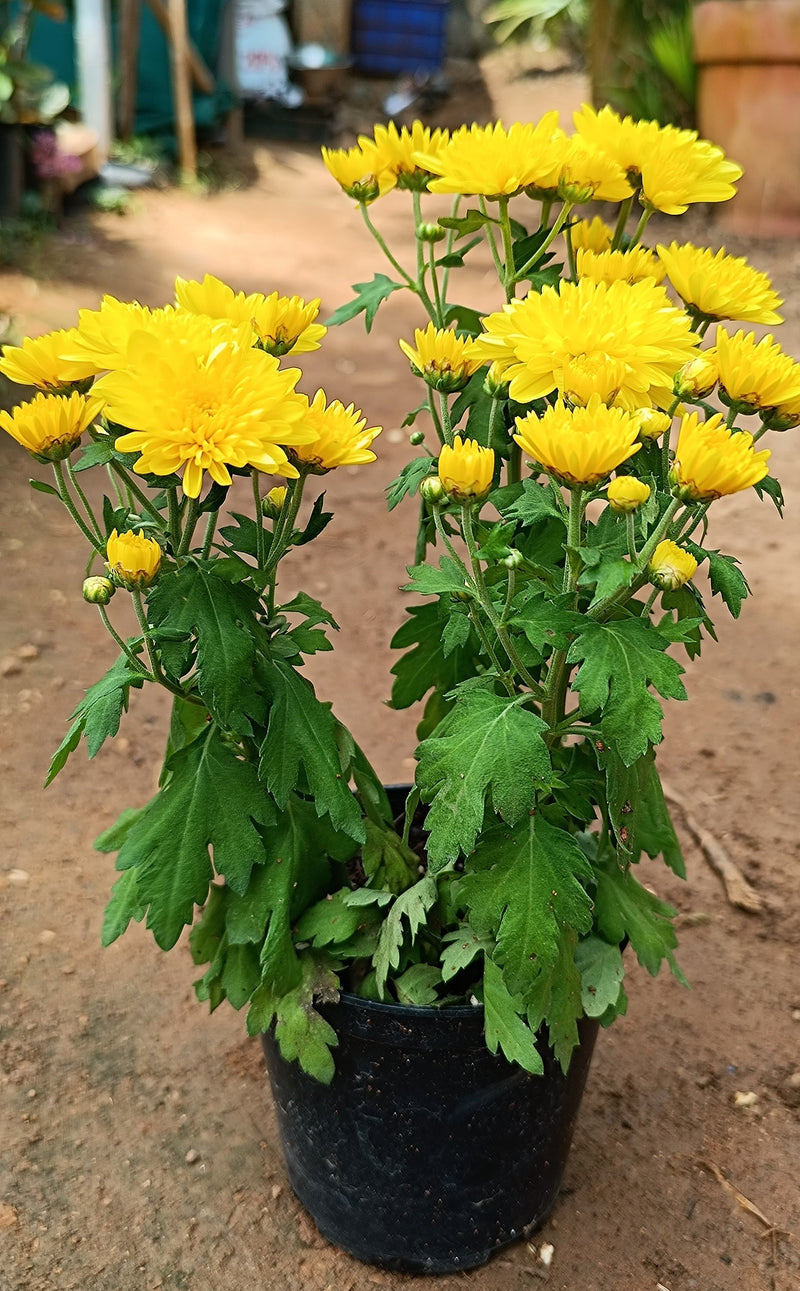 Dwarf Yellow Chrysanthemum Flowering Live Plant - Pot with Flowers