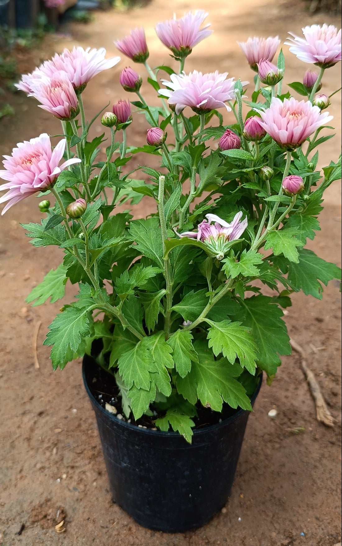 Dwarf Light Pink Chrysanthemum Flowering Live Plant - Pot with Flowers