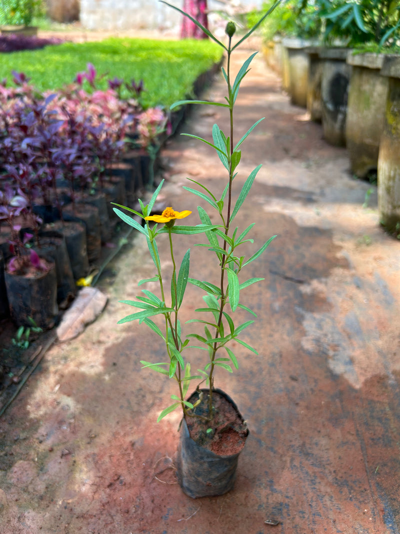 Sweet William Flowering Live Plant