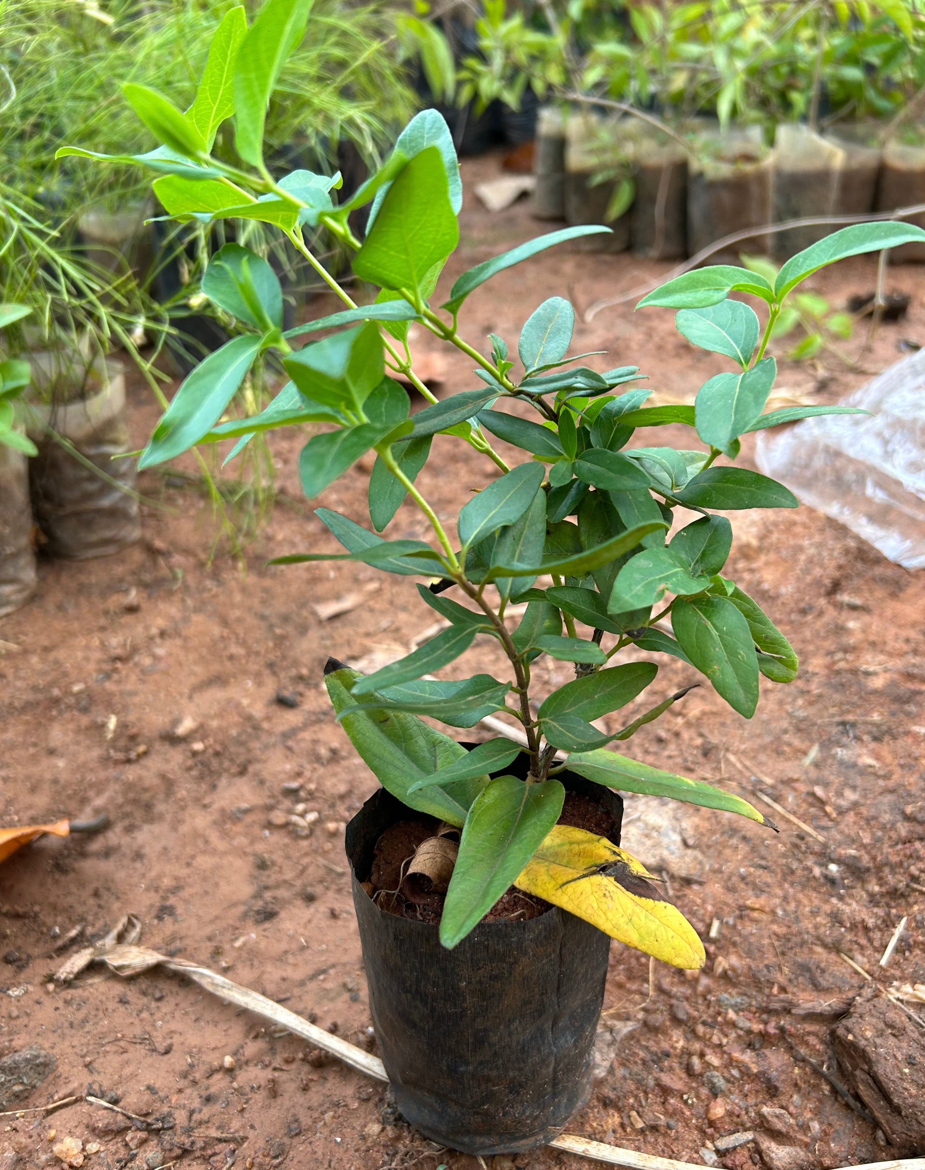 Honeysuckle (Madhumathi) Flowering Live Plant