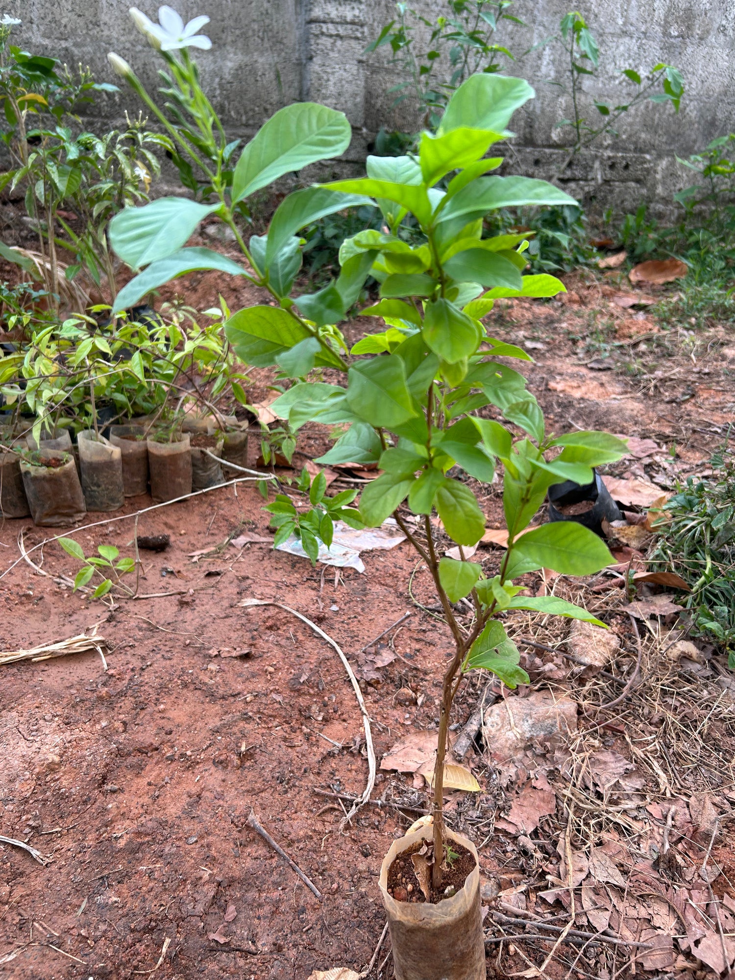 Bush Rangoon Dwarf Madhumalti (Combretum indicum) All Time Flowering Live Plant