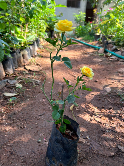 Yellow Rose Grafted Live Plant