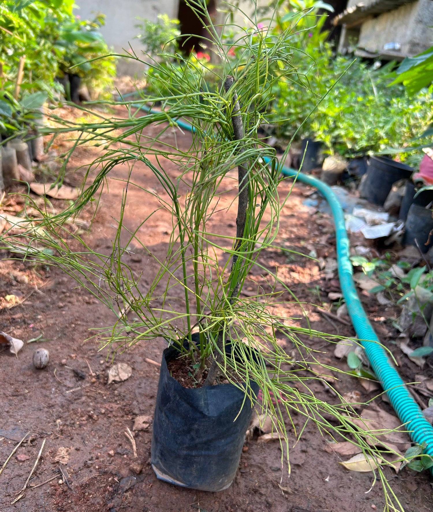 Red Firecracker (Russelia equisetiformis) Flowering Live Plant