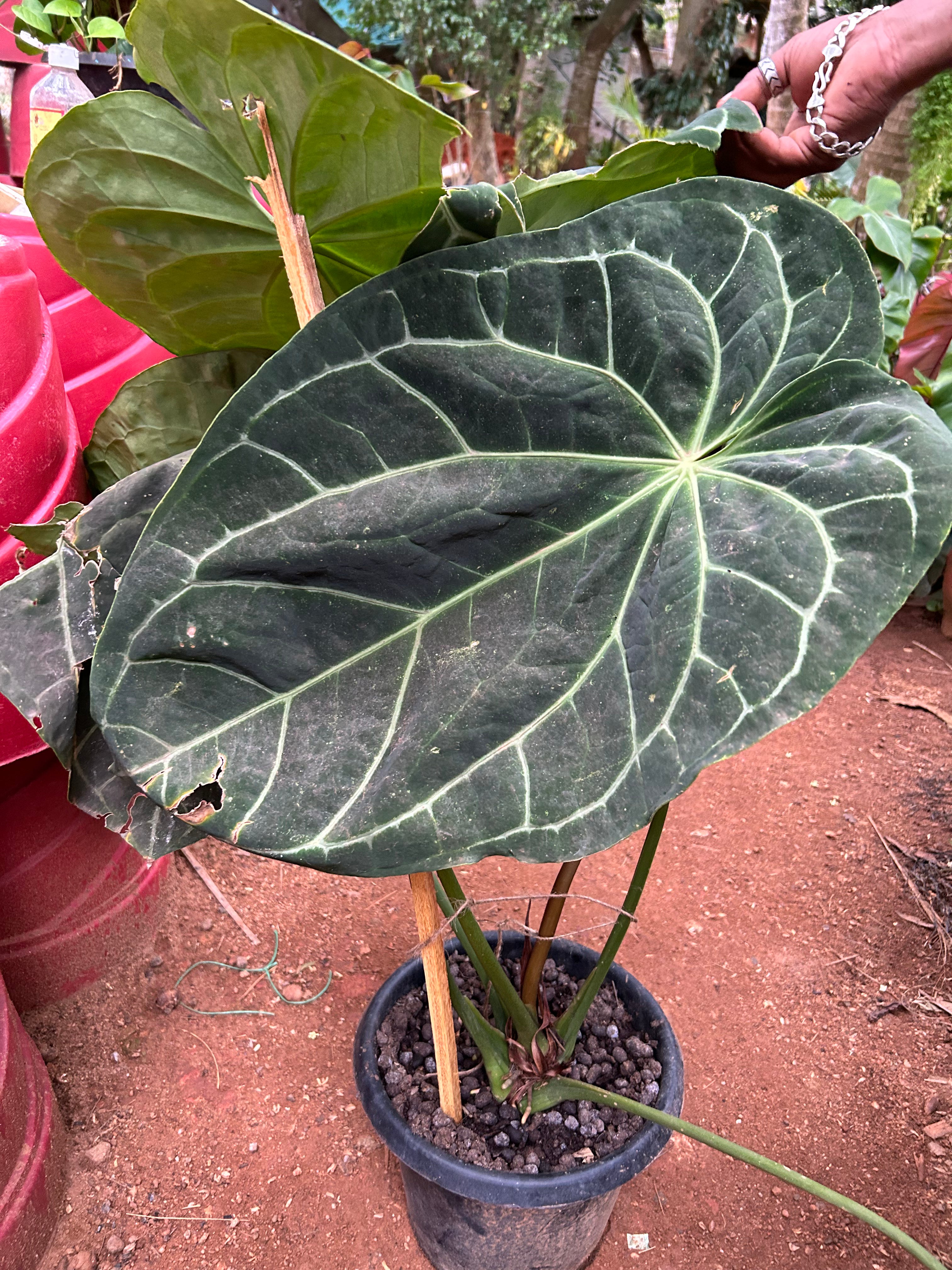 Anthurium Magnificum (Big Size) Rare Indoor Live Plant