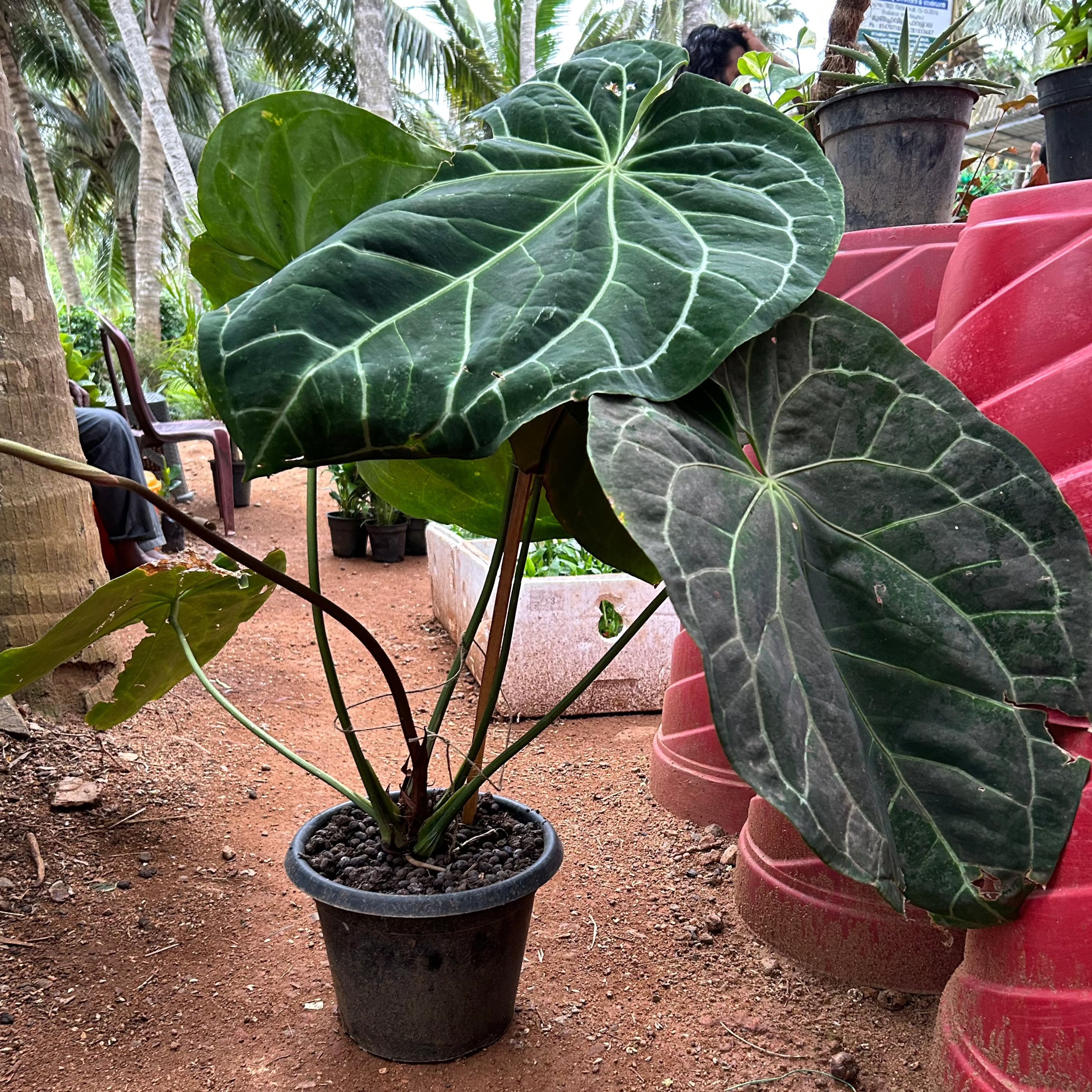 Anthurium Magnificum (Big Size) Rare Indoor Live Plant