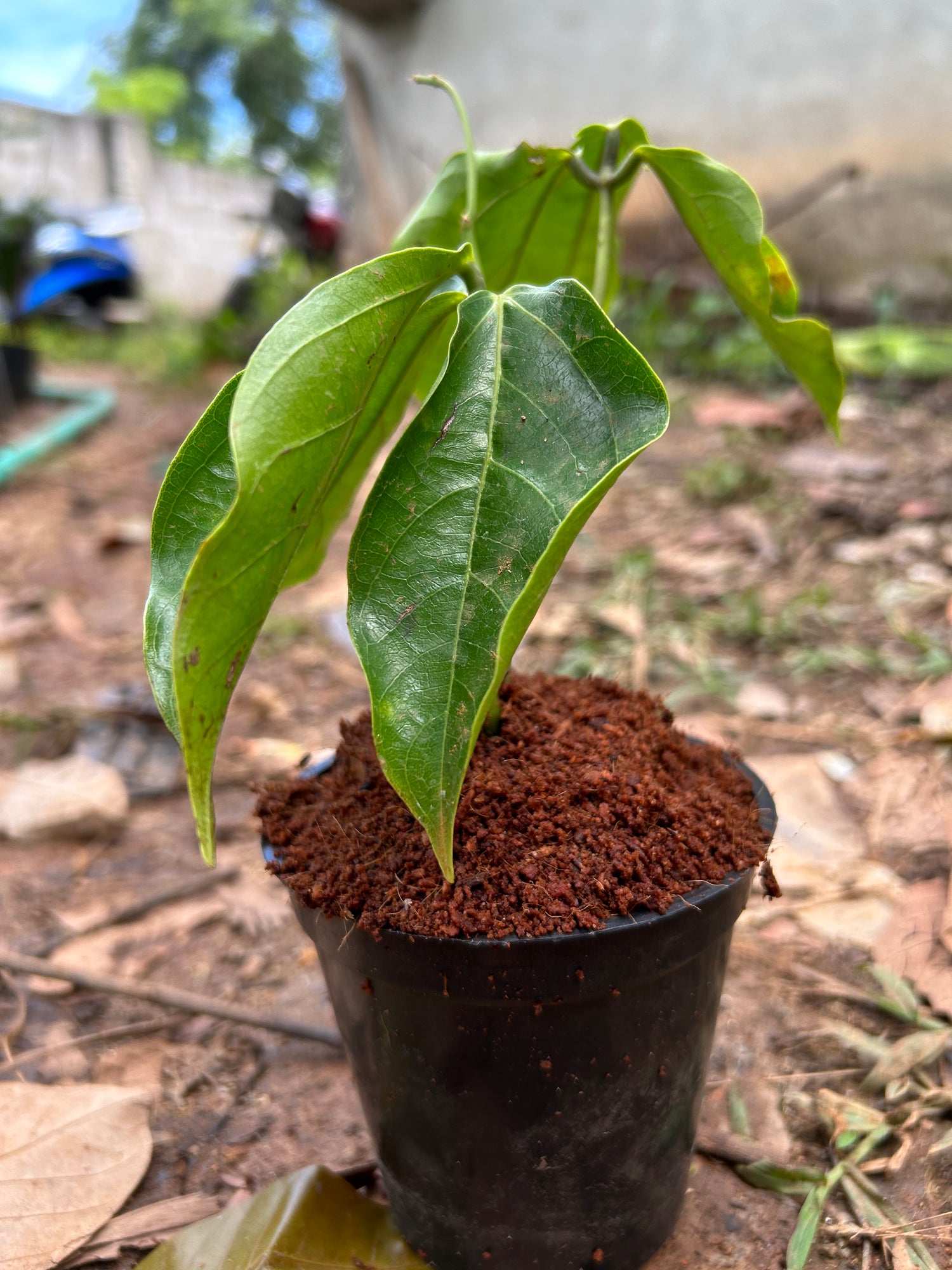 Nema/Blue Jade Vine (Strongylodon macrobotrys) &amp; Red Jade Vine (Mucuna Bennettii) Combo Live Plants