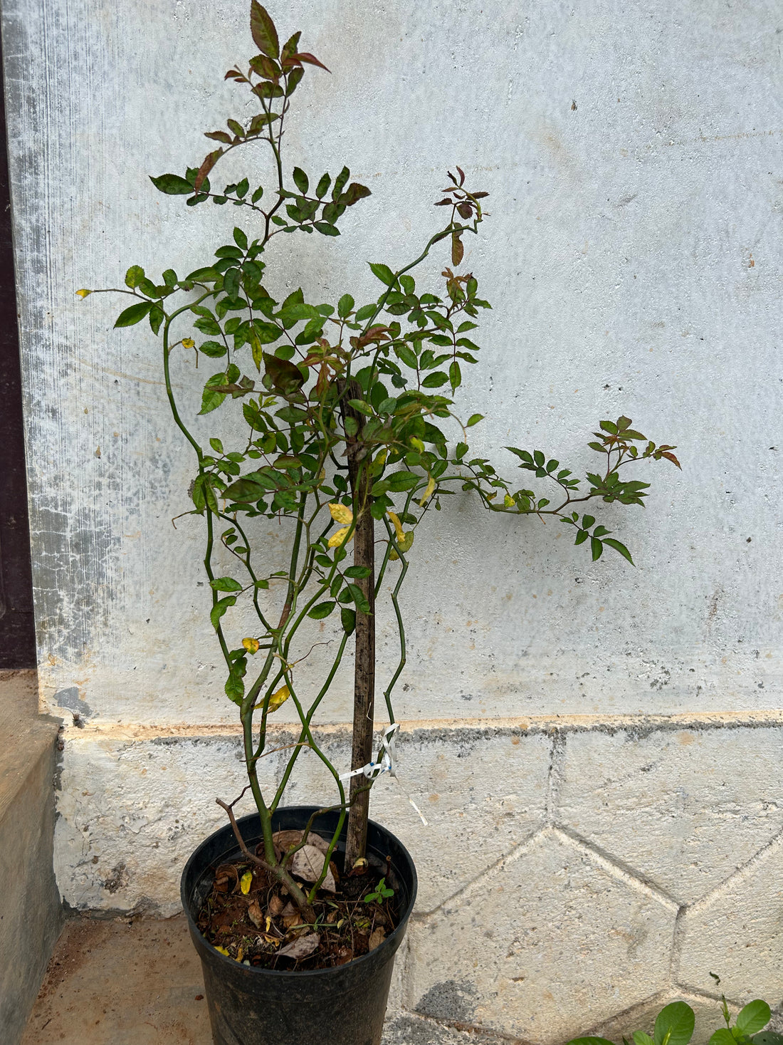 Perfume Breeze Creeper/Climber Rose Live Plant with Pot
