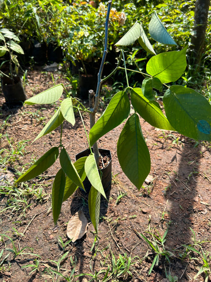 White Palash (Butea Monosperma) All Time Flowering Layered Live Plant