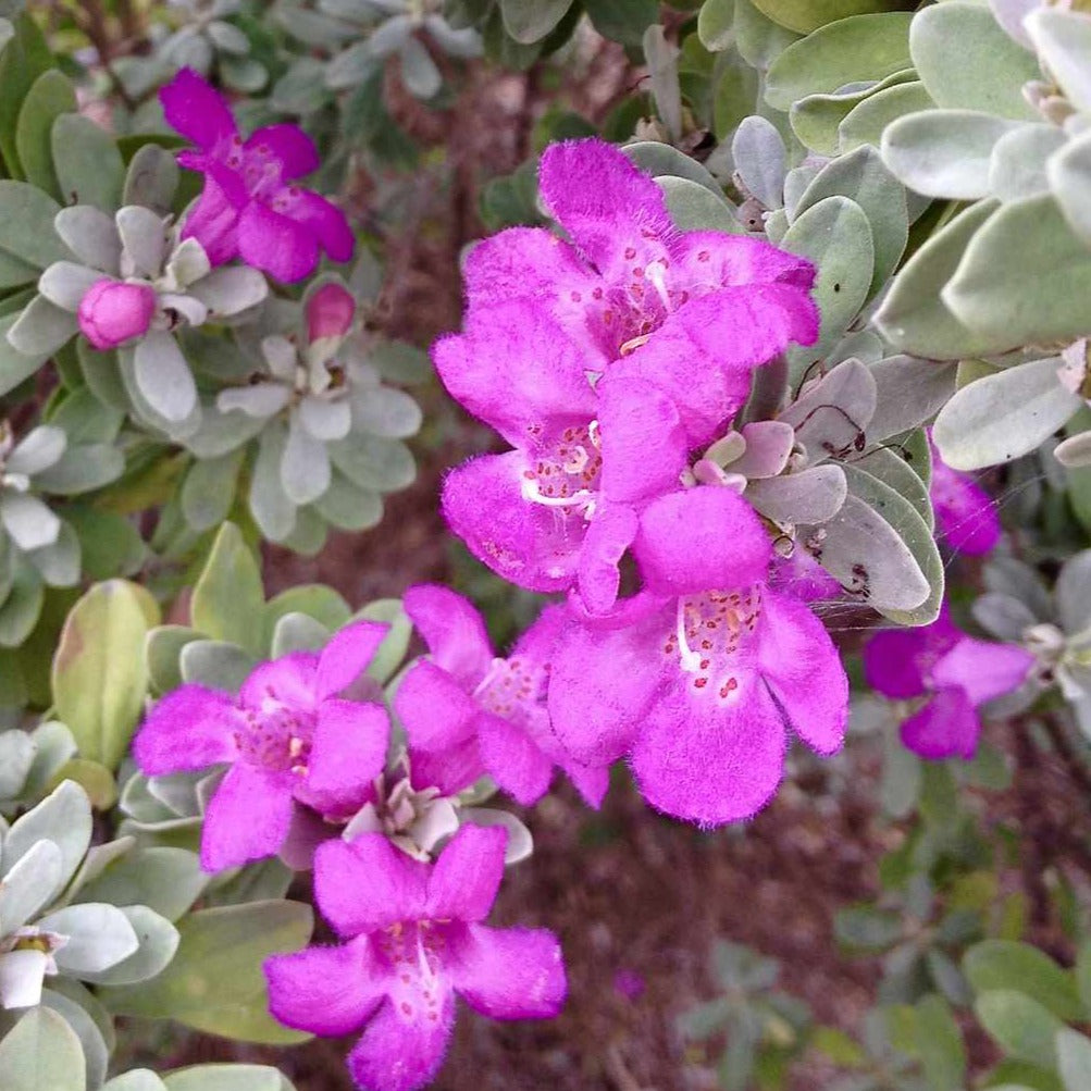 Texas Sage (Leucophyllum Frutescens) All Time Flowering Live Plant