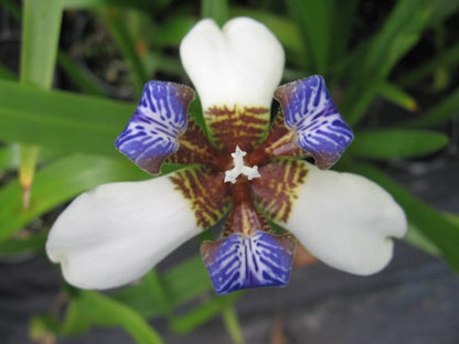 White Walking Iris Flowering Live Plant