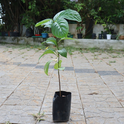Mooty Fruit Live Plant (Baccaurea Courtallensis)
