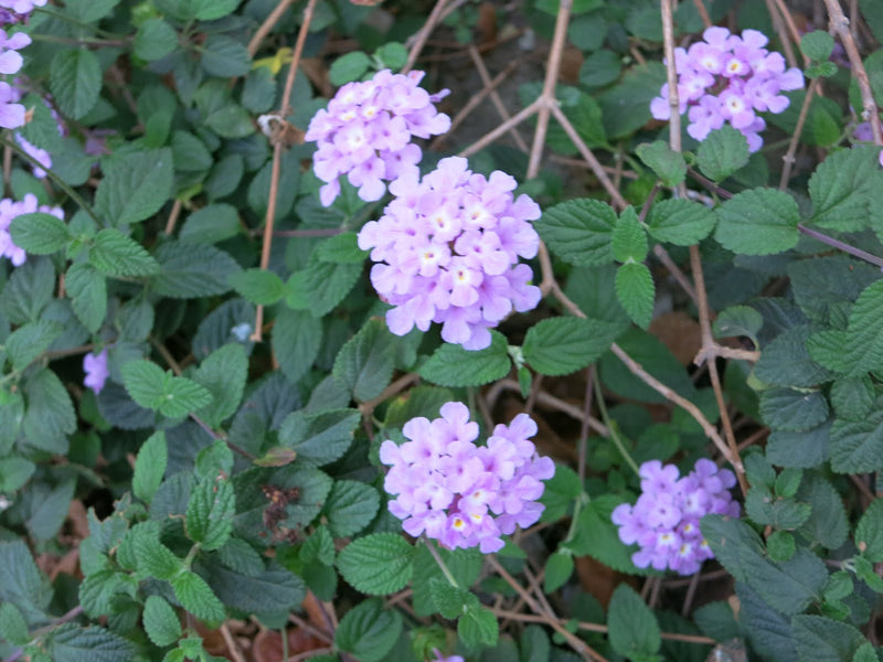 Lantana Purple (Lantana montevidensis) All Time Flowering Live Plant