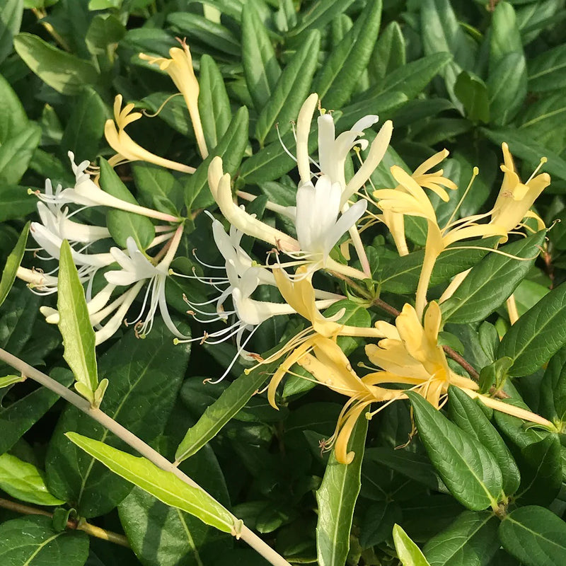 Honeysuckle (Madhumathi) Flowering Live Plant