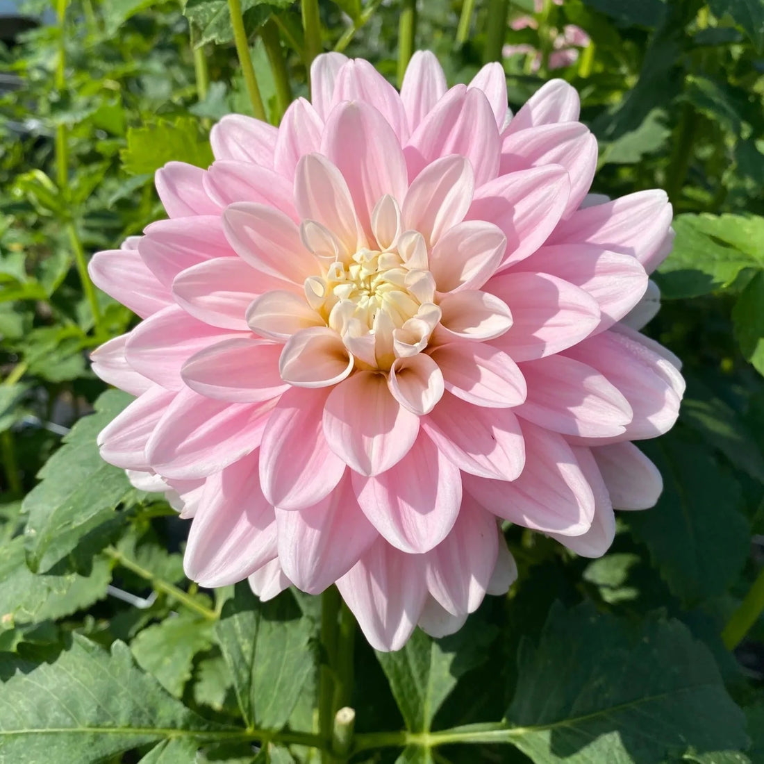Light Pink Dahlia Flowering Live Plant