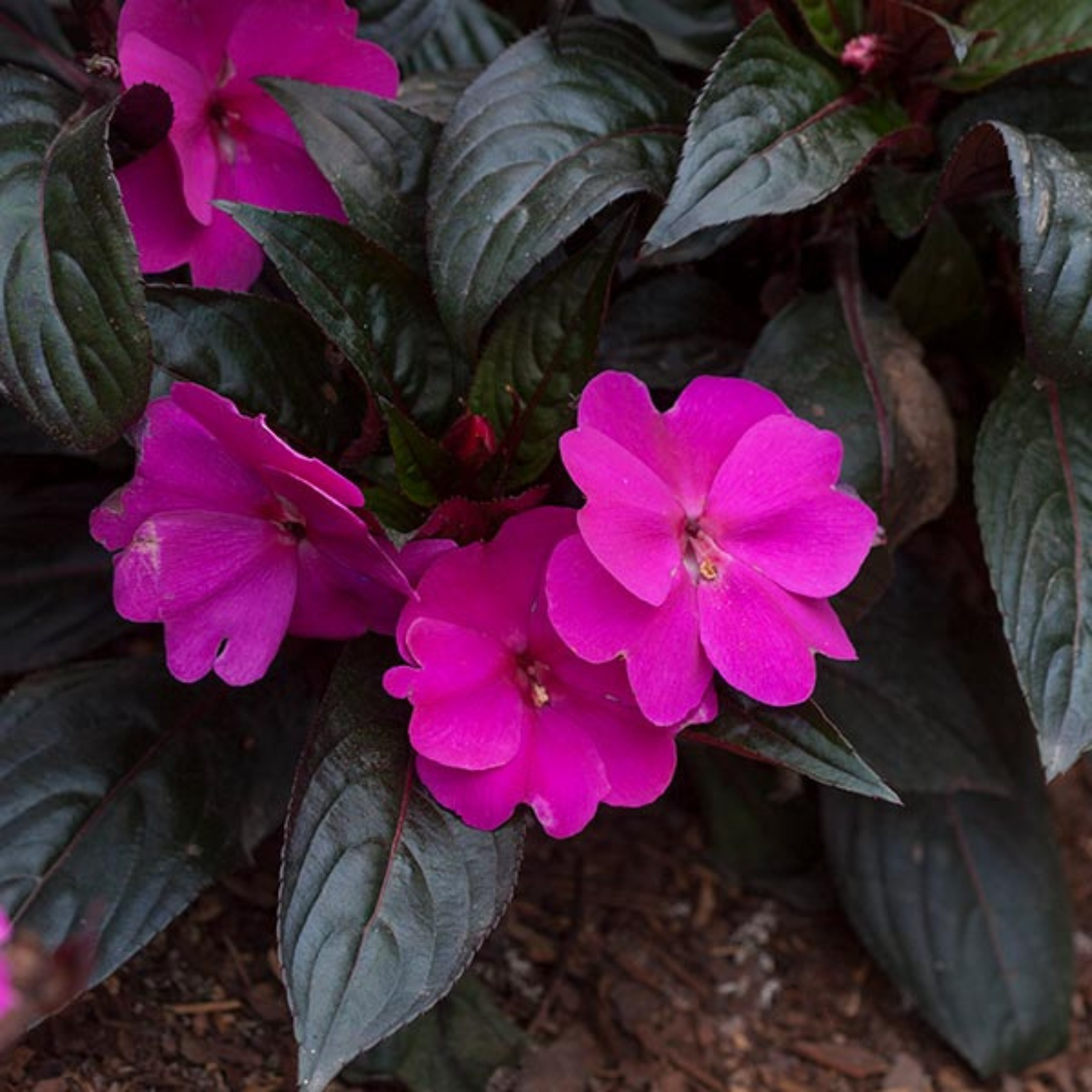 Impatiens Hawkeri Sunstanding Purple Rare Flowering Live Plant