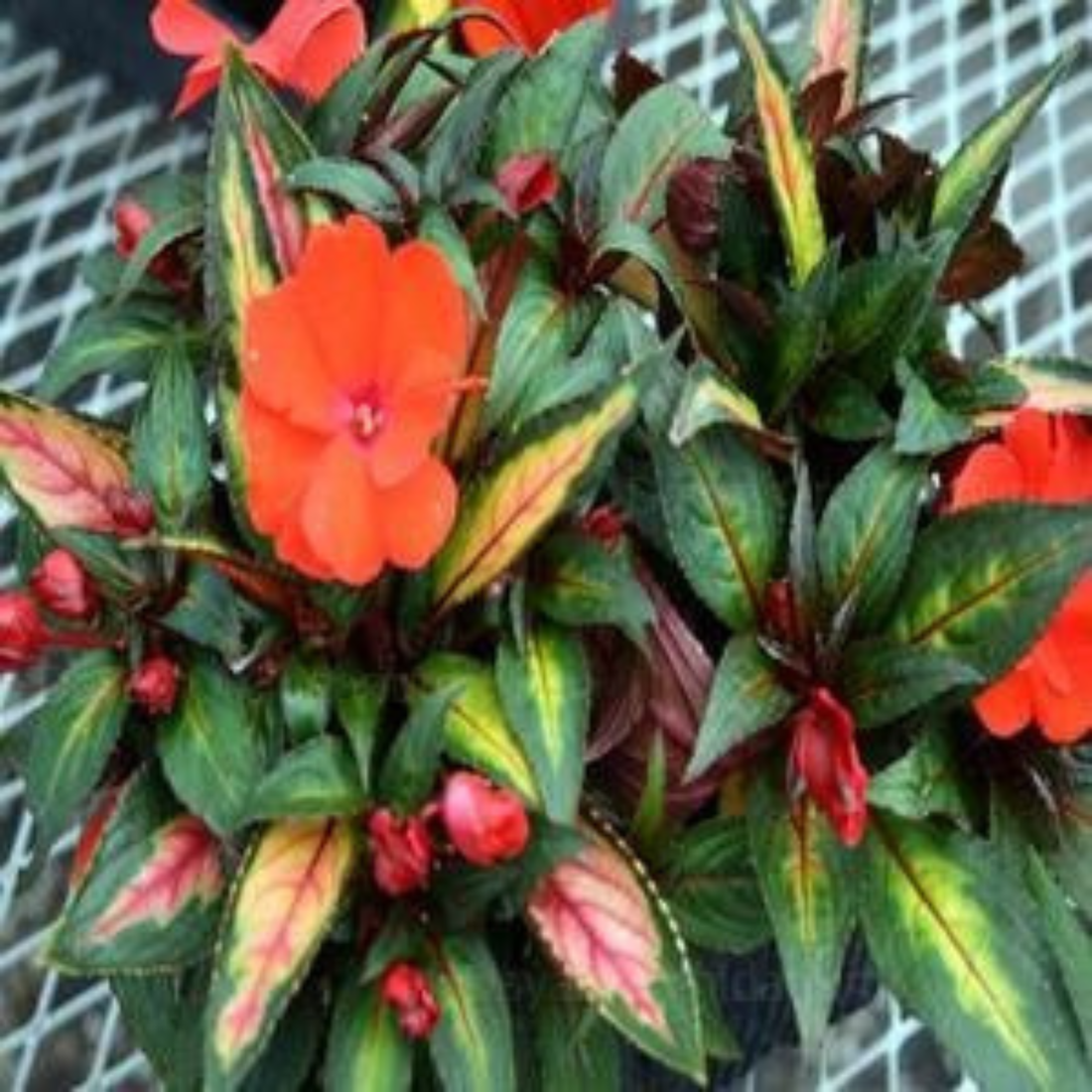 Impatiens Hawkeri Variegated Strike Orange Rare Flowering Live Plant