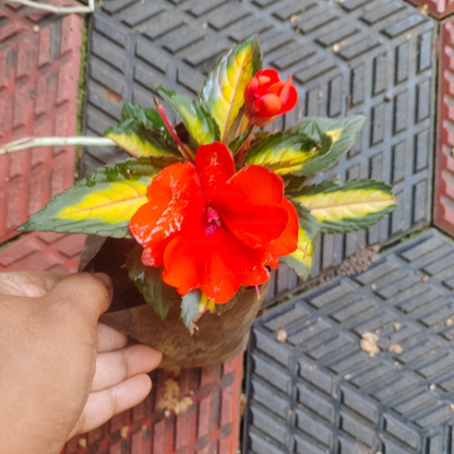 Impatiens Hawkeri Variegated Strike Orange Rare Flowering Live Plant