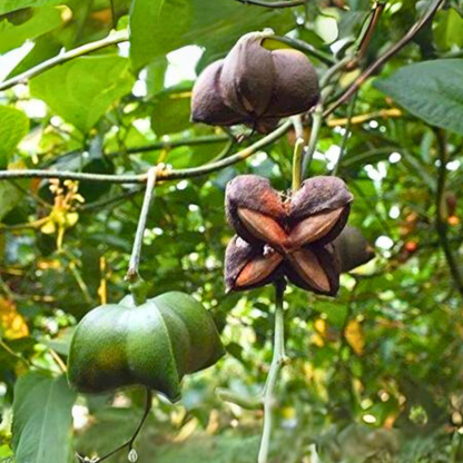 Inca-Peanut Fruit Plant (Plukenetia Volubilis)