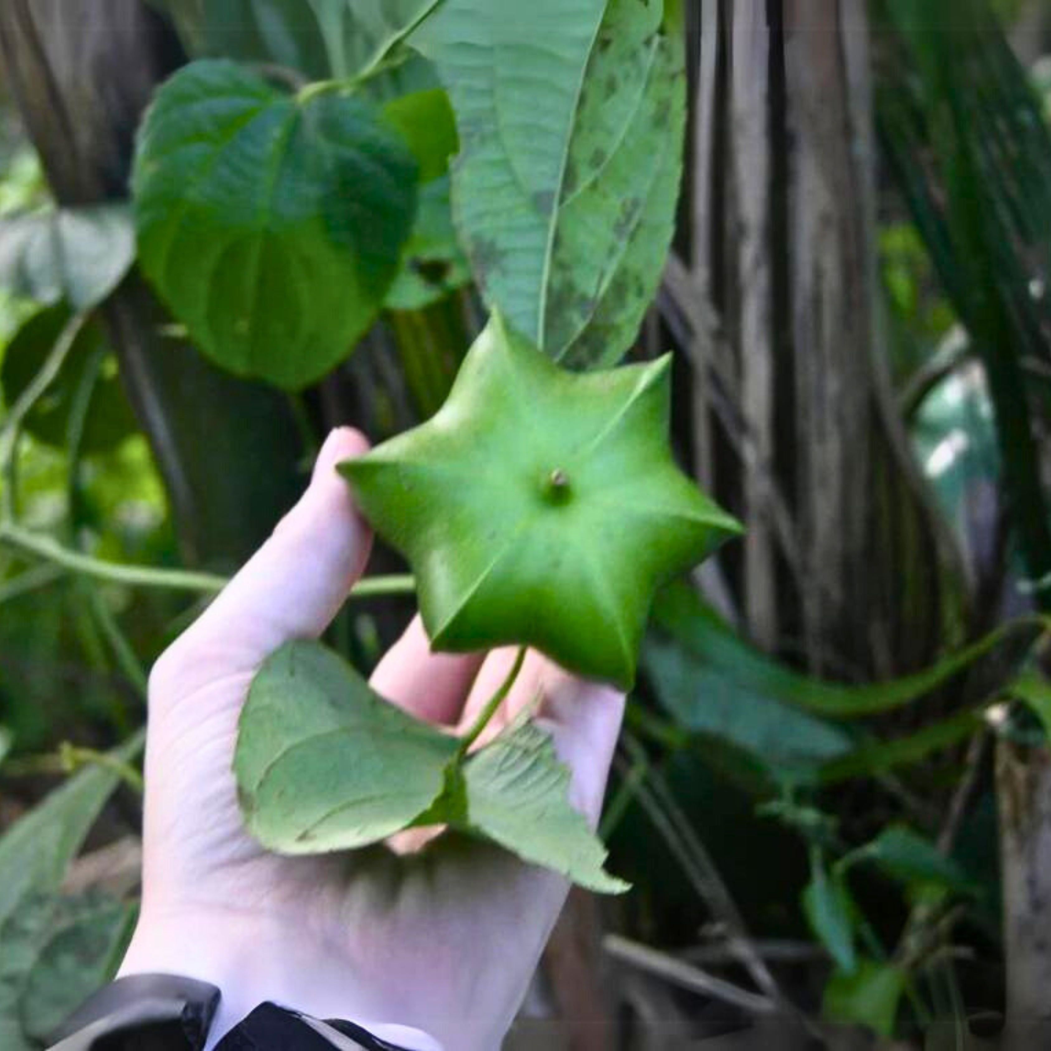 Inca-Peanut Fruit Plant (Plukenetia Volubilis)