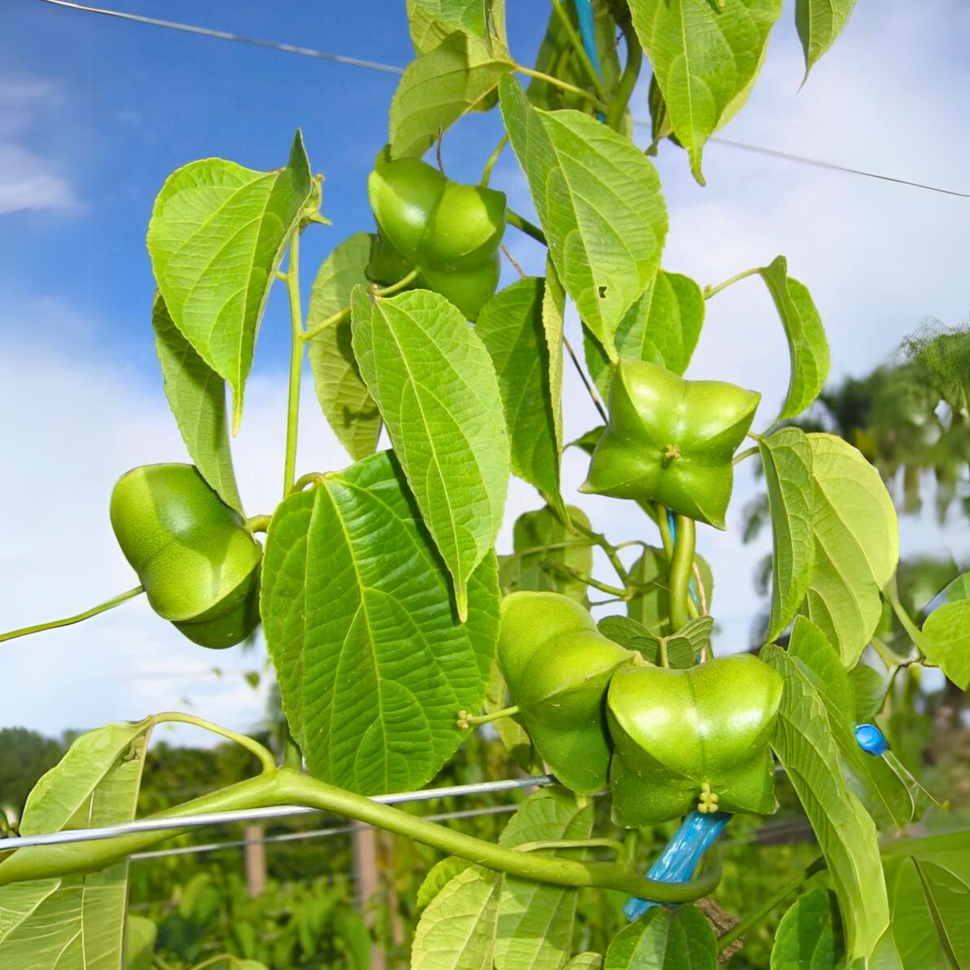 Inca-Peanut Fruit Plant (Plukenetia Volubilis)