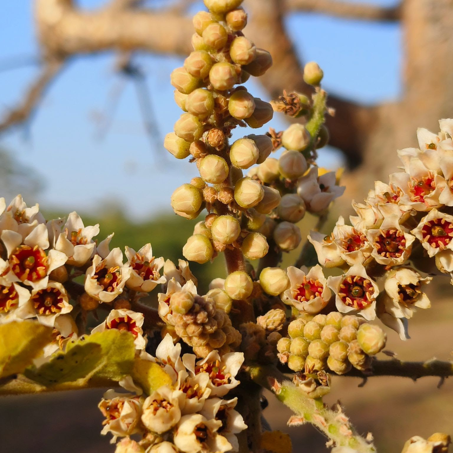 Indian Frankincense (Boswellia serrata) Live Plant