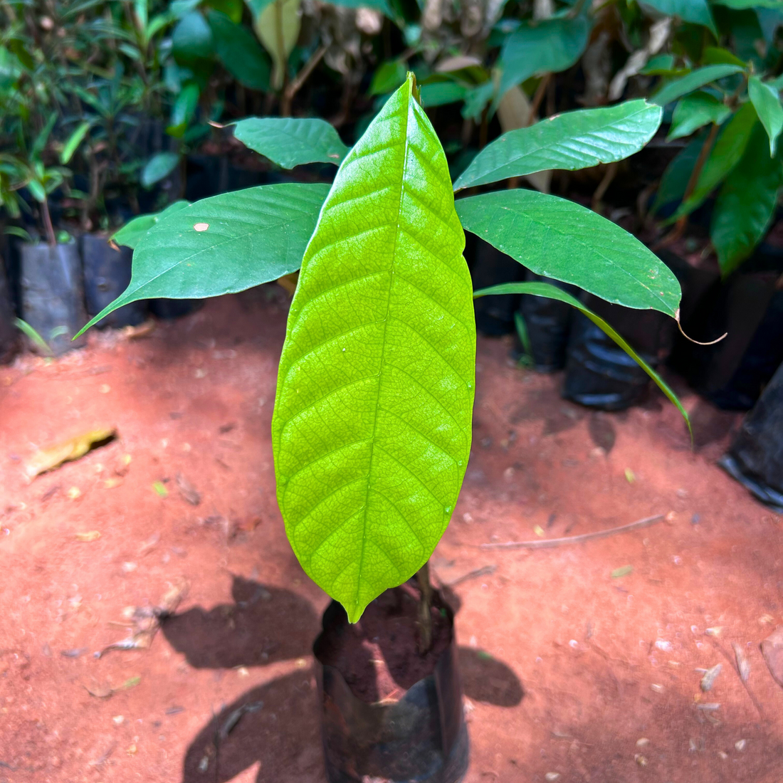Indian Frankincense (Boswellia serrata) Live Plant