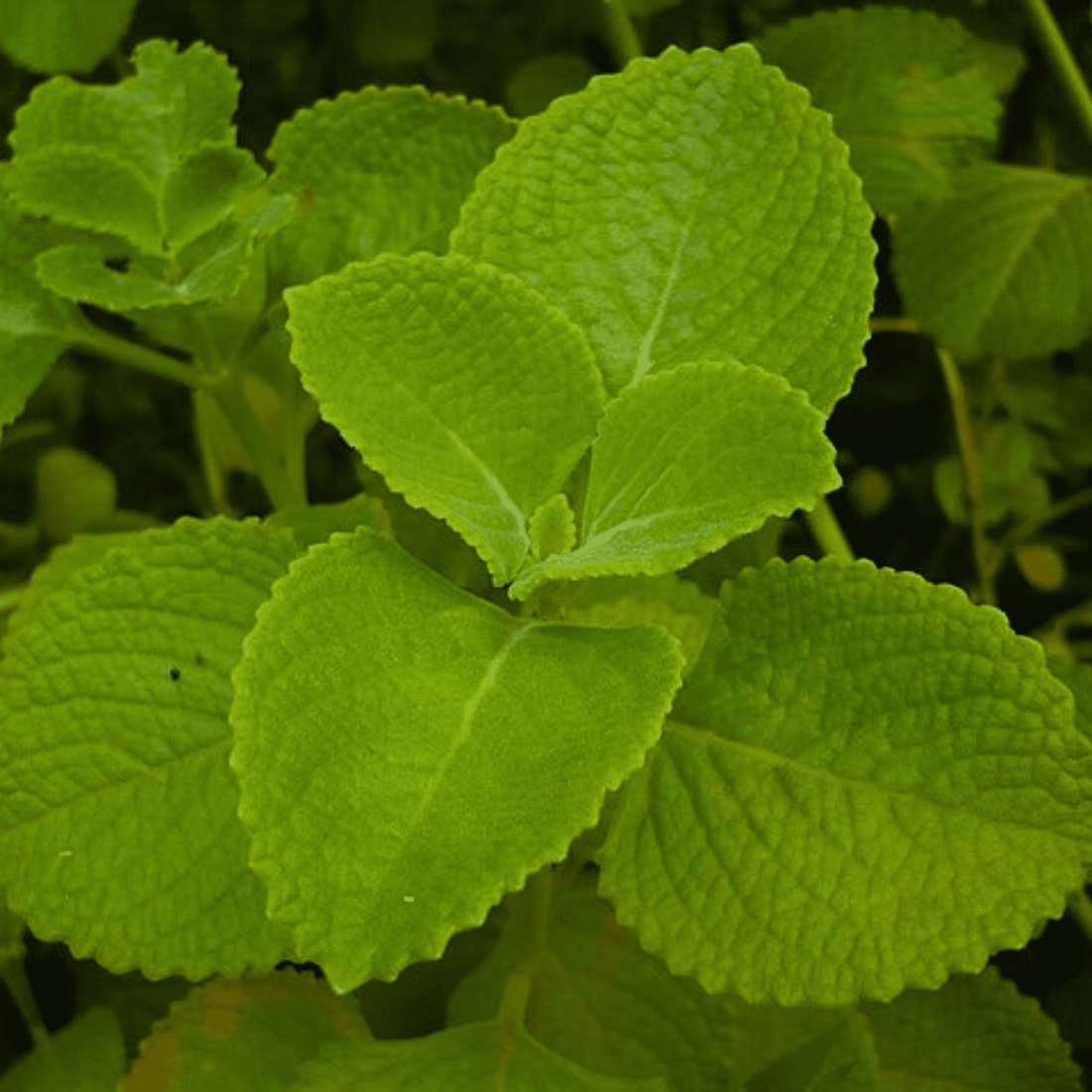 Indian Oregano (Coleus amboinicus) Medicinal Live Plant