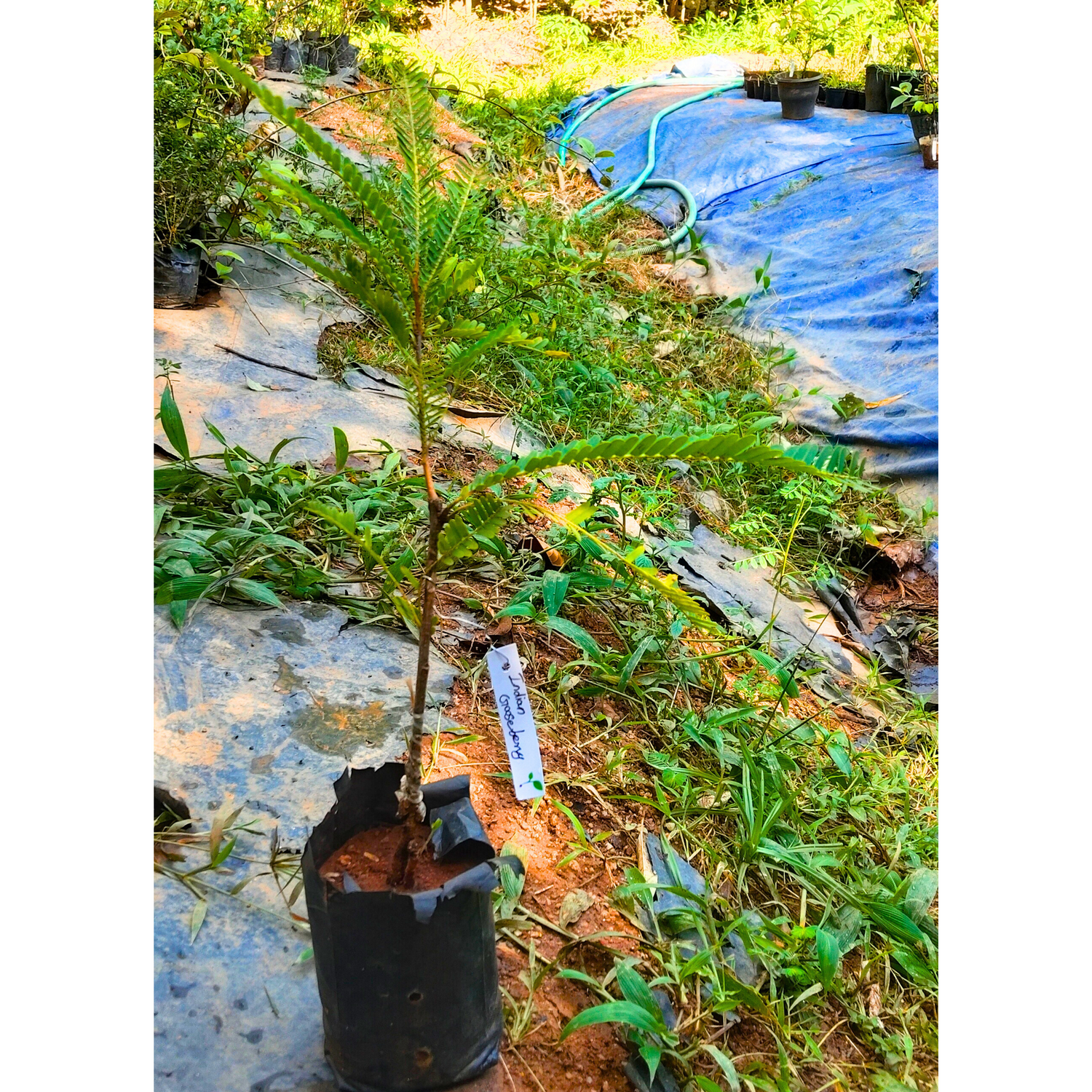 Indian Gooseberry Grafted Live Plant (Phyllanthus emblica)