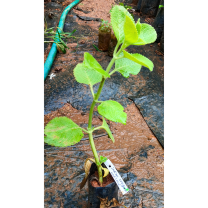 Indian Oregano (Coleus amboinicus) Medicinal Live Plant