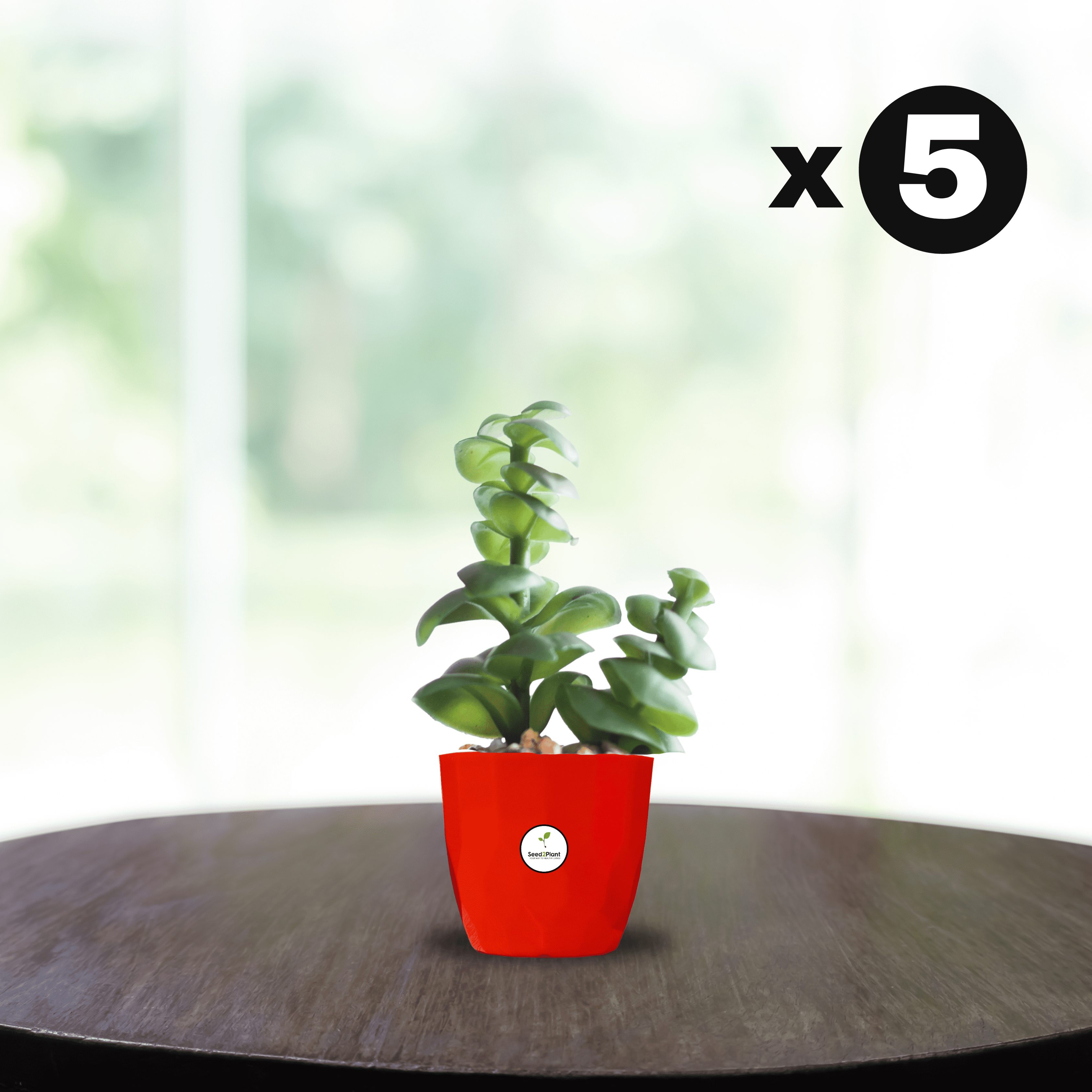 Indoor Tabletop Small Planter Plastic Pot - Red Colour