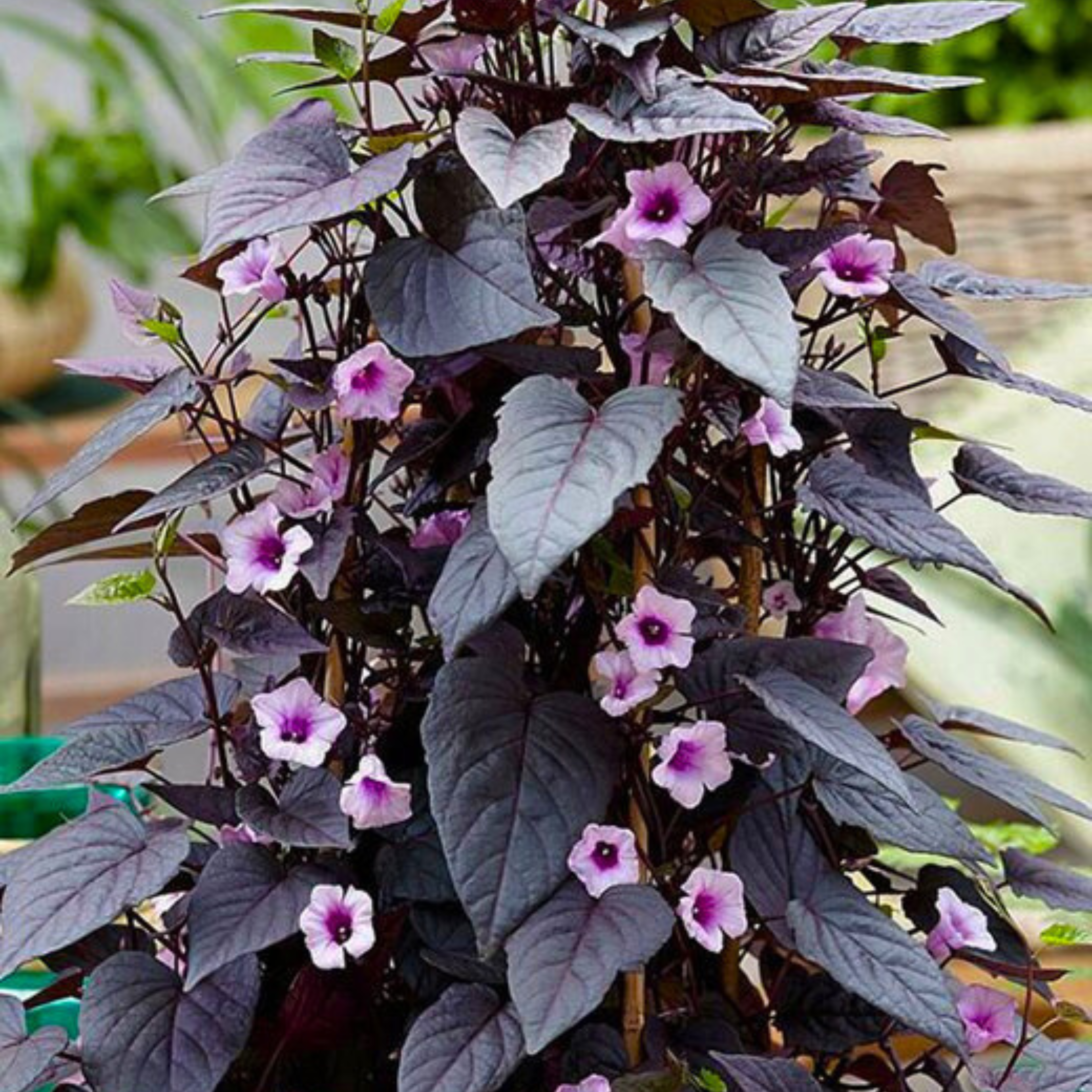 Ipomoea Black Heart Vine Flowering Live Plant