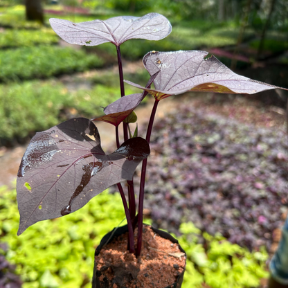 Ipomoea Black Heart Vine Flowering Live Plant