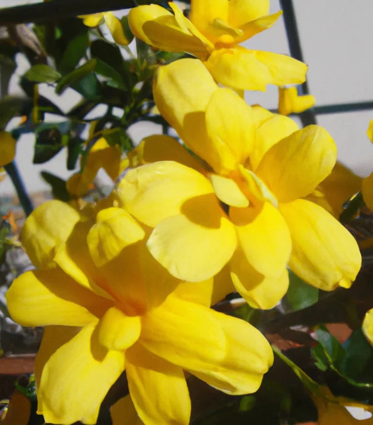 Yellow Jasmine Fragrant Flowering Creeper Live Plant