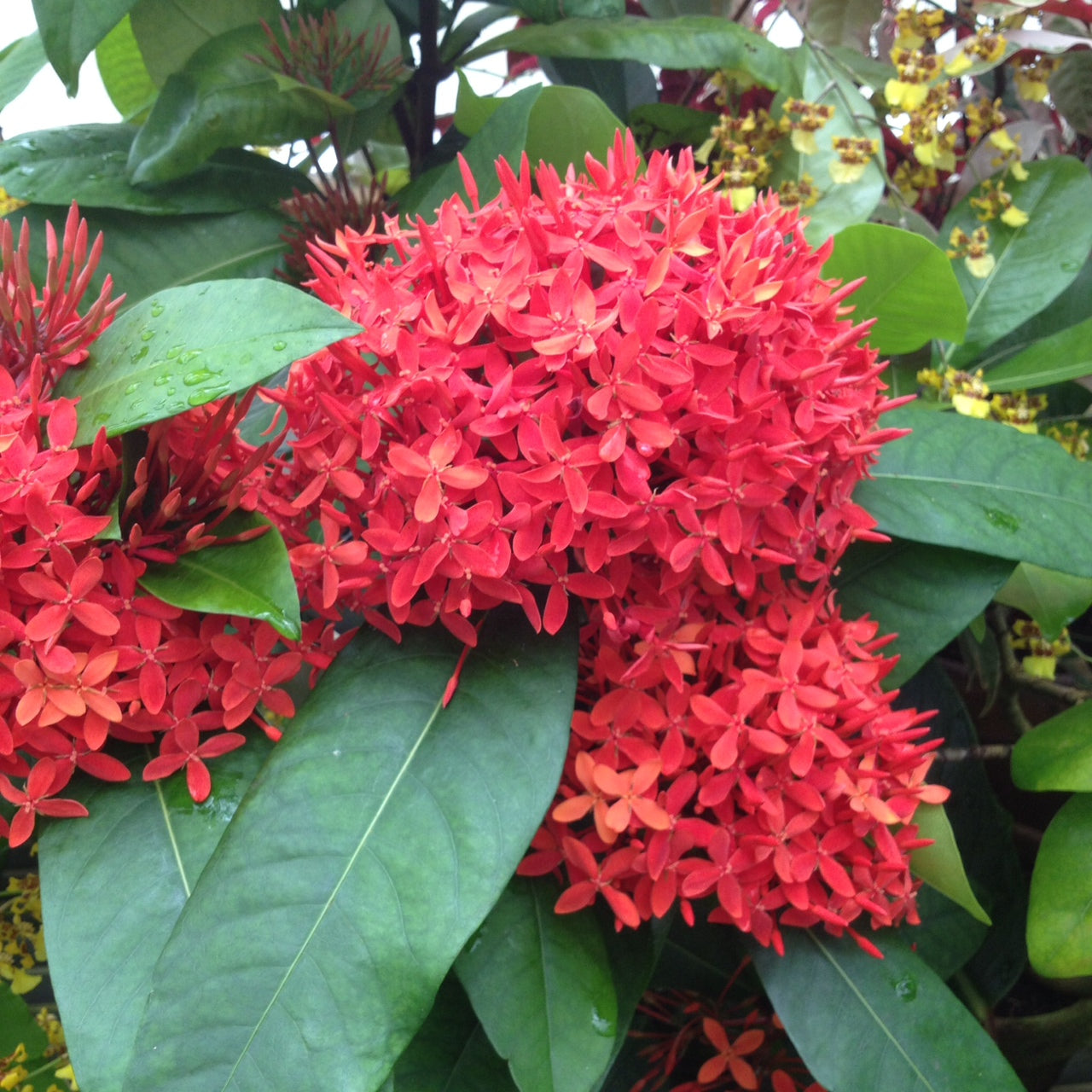 Chinese Ixora All Time Flowering Live Plant