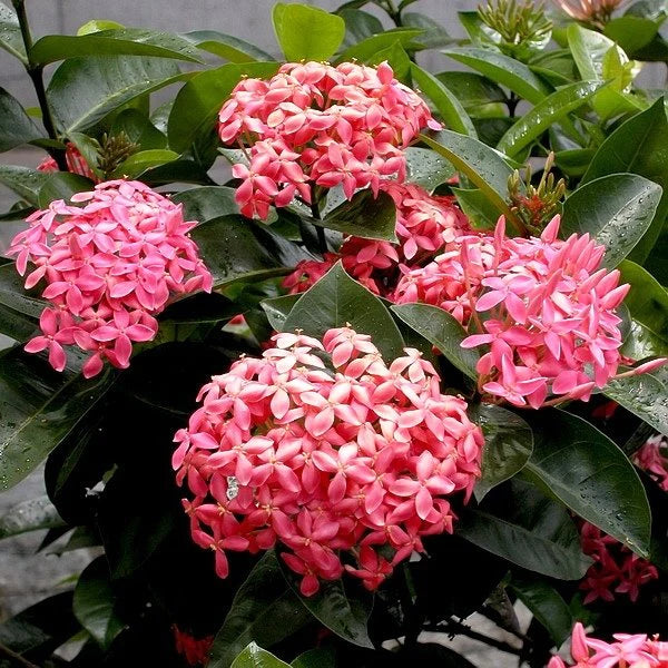 Ixora Pink All Time Flowering Live Plant