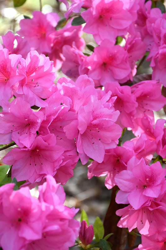 Dark Pink Azalea Ruffle (Rhododendron) Rare Flowering Live Plant