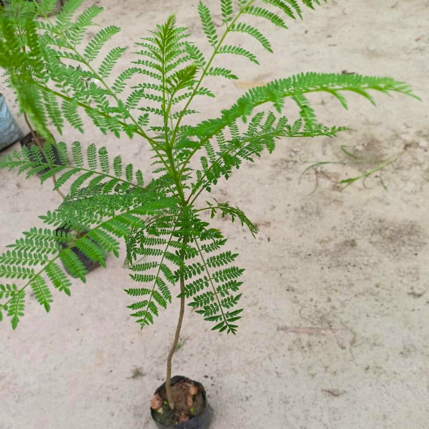 Jacaranda (Jacaranda Mimosifolia) Neel Mohar Live Plant