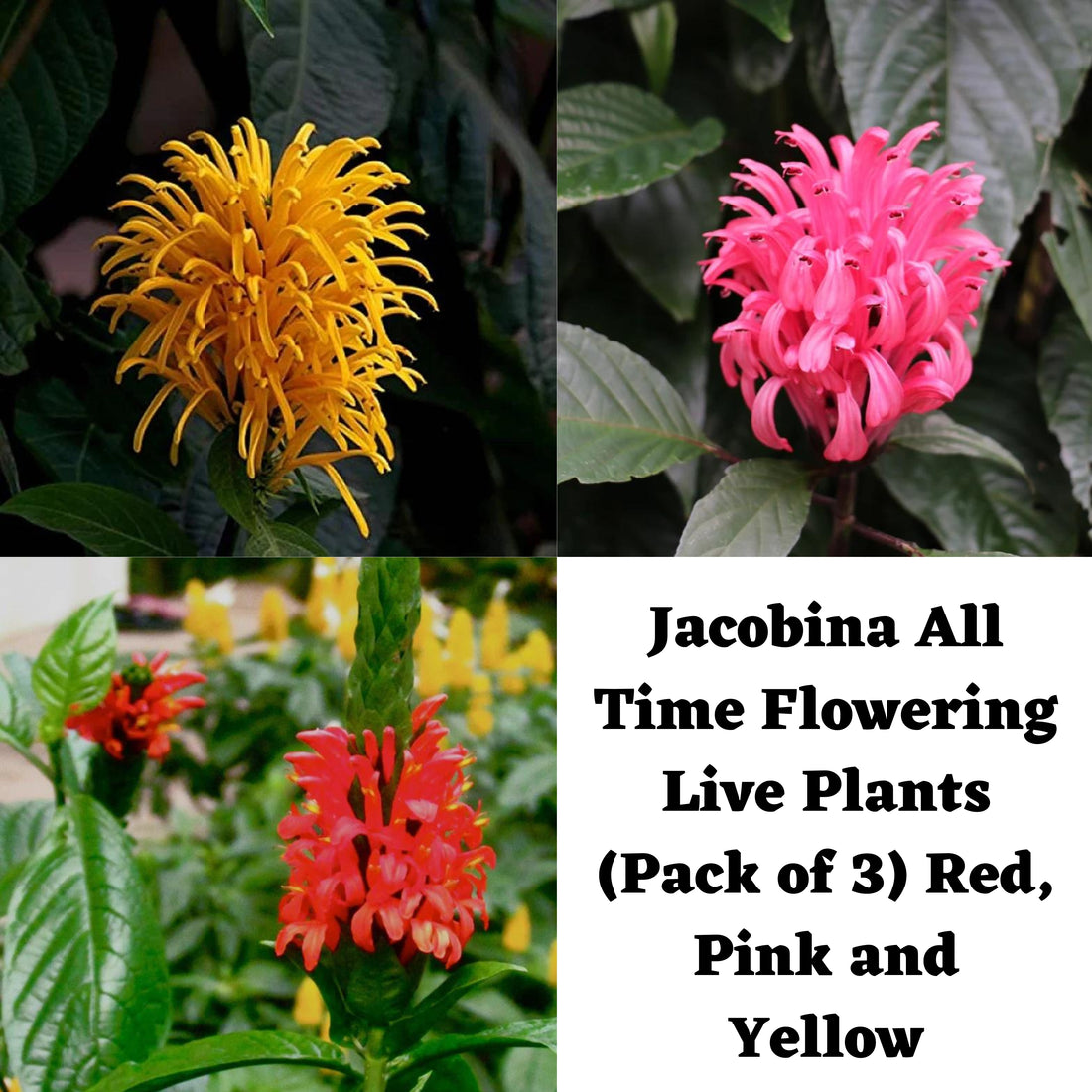 Jacobina All Time Flowering Live Plants (Pack of 3) Red, Pink and Yellow