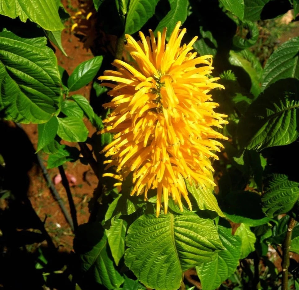 Jacobina Yellow All Time Flowering Live Plant