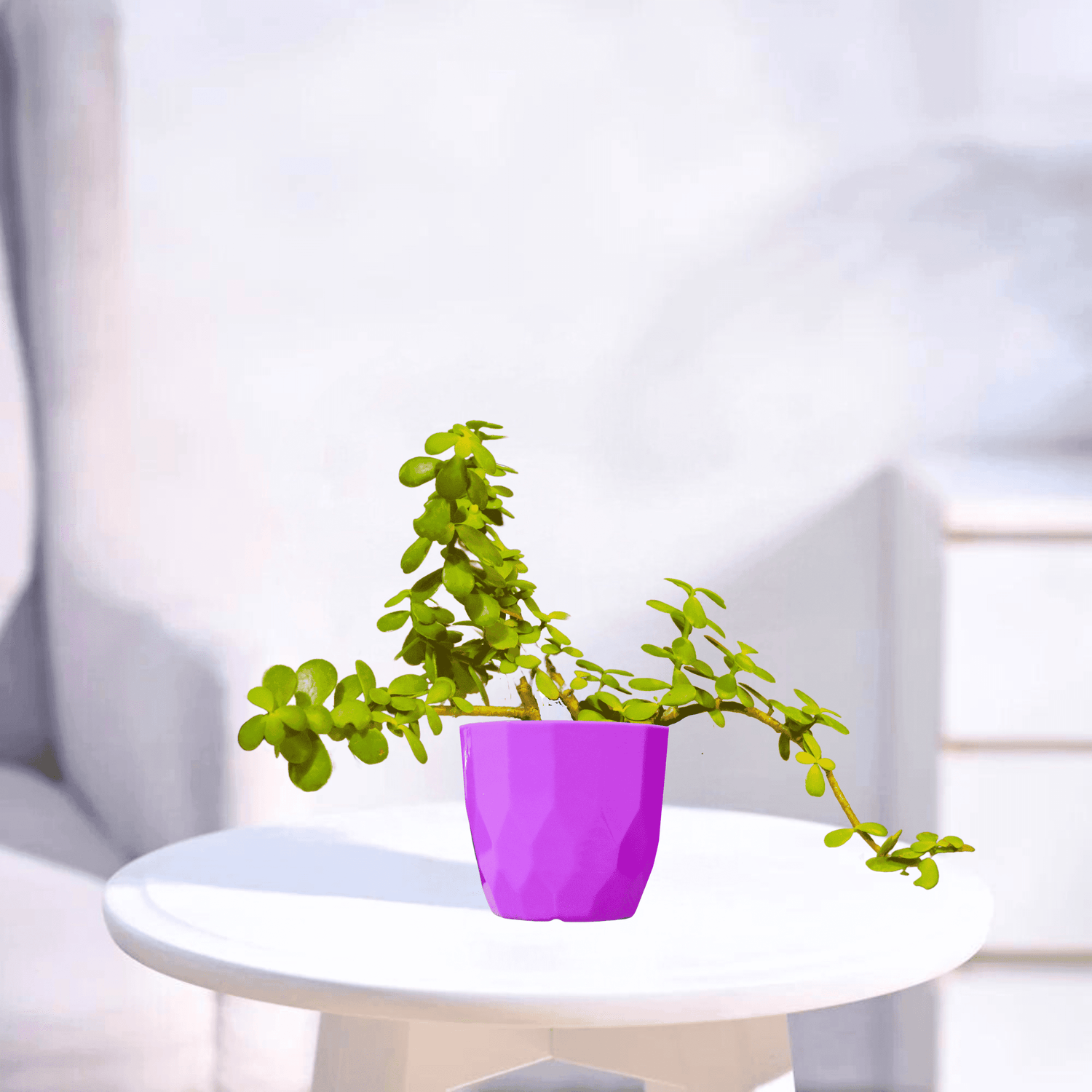 Jade | Indoor Plant