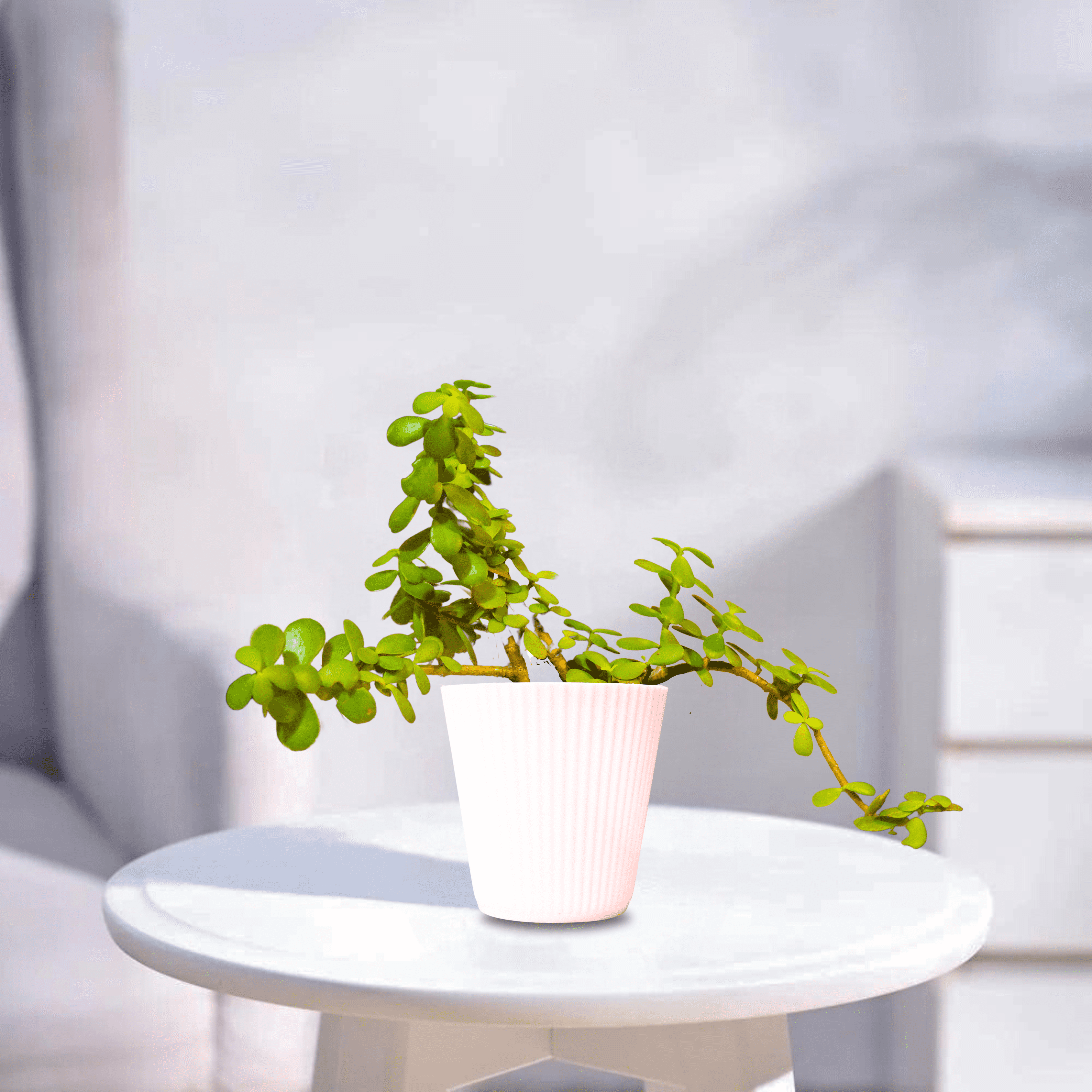 Jade | Indoor Plant