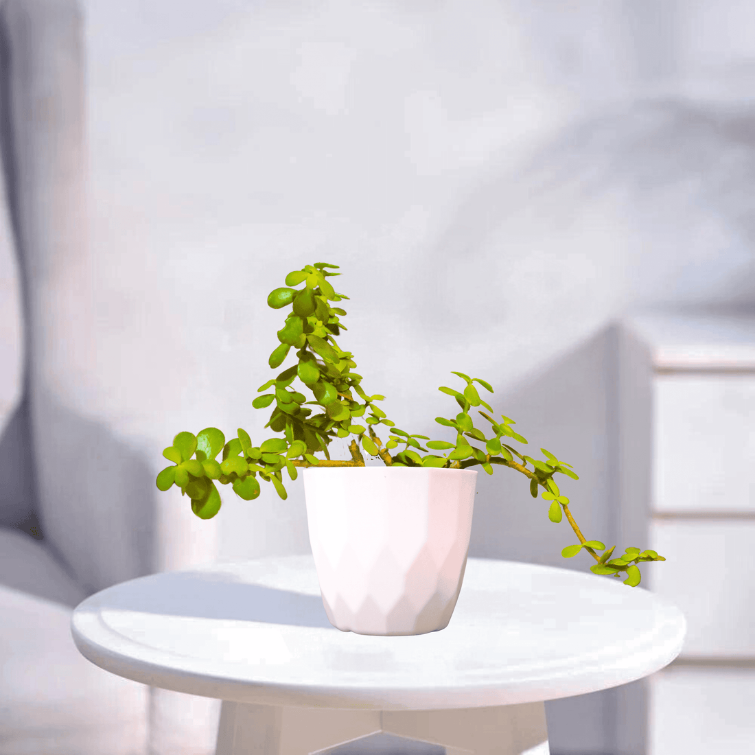 Jade | Indoor Plant