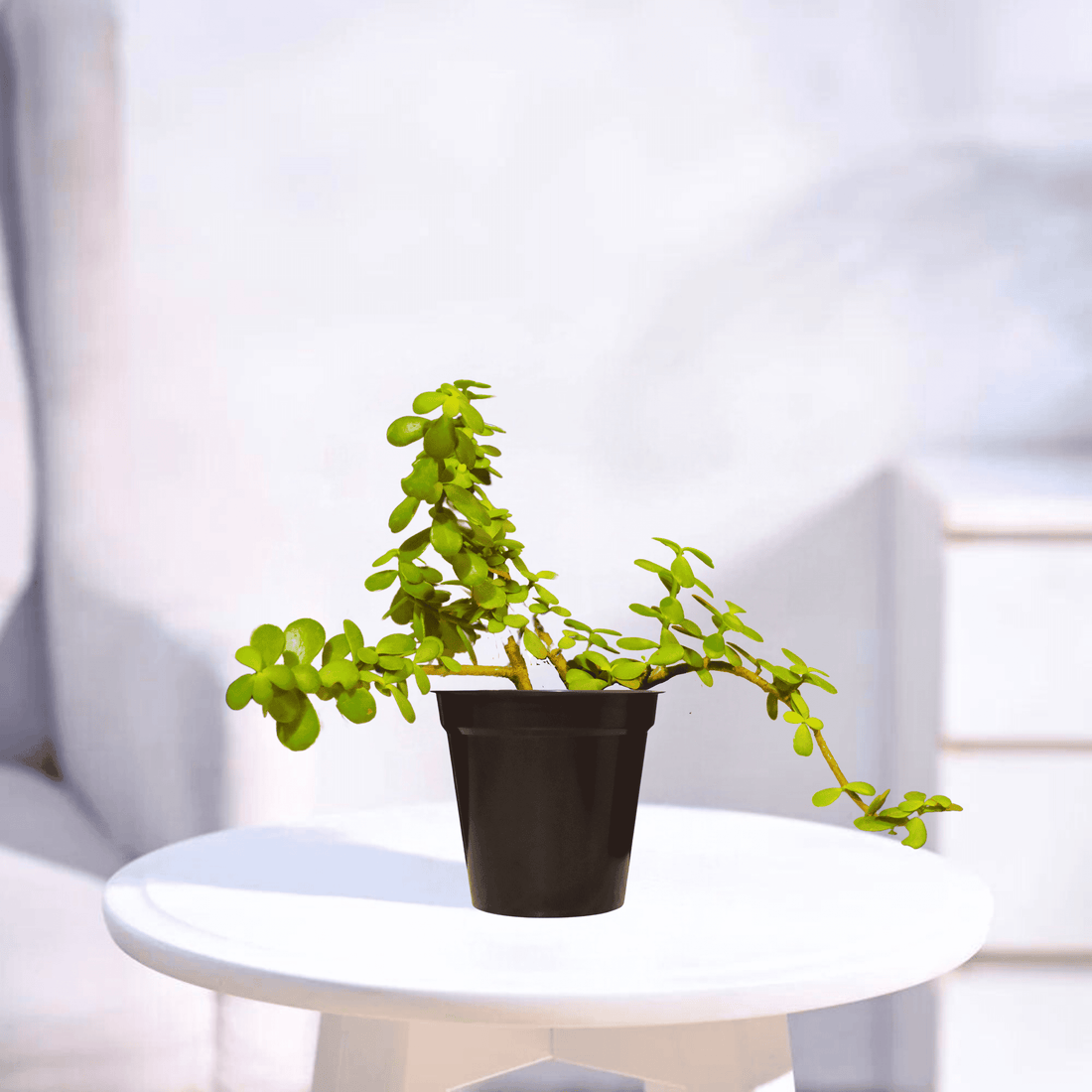 Jade | Indoor Plant