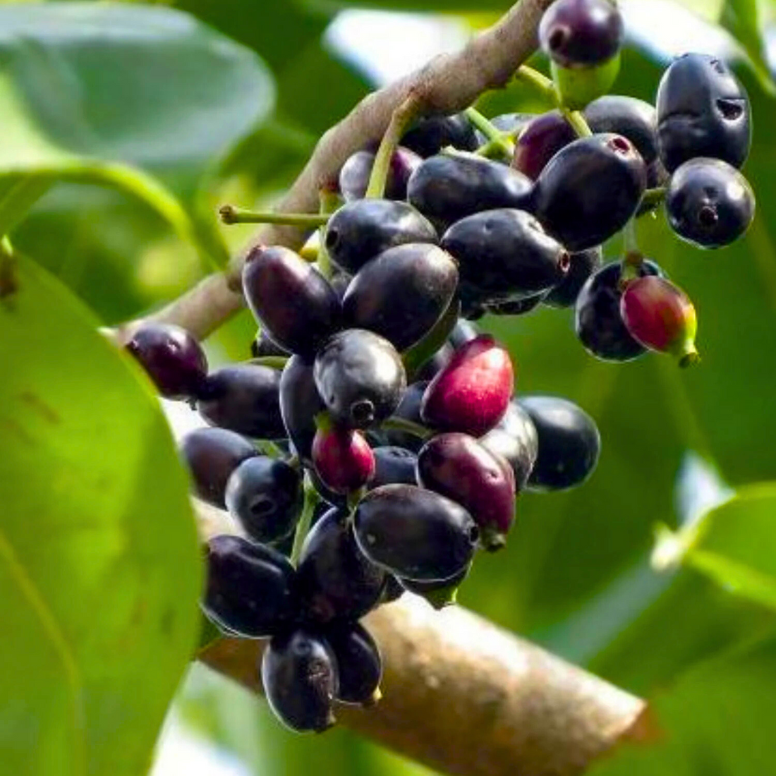 Jamun/Black Plum (Syzygium cumini) Fruit Live Plant