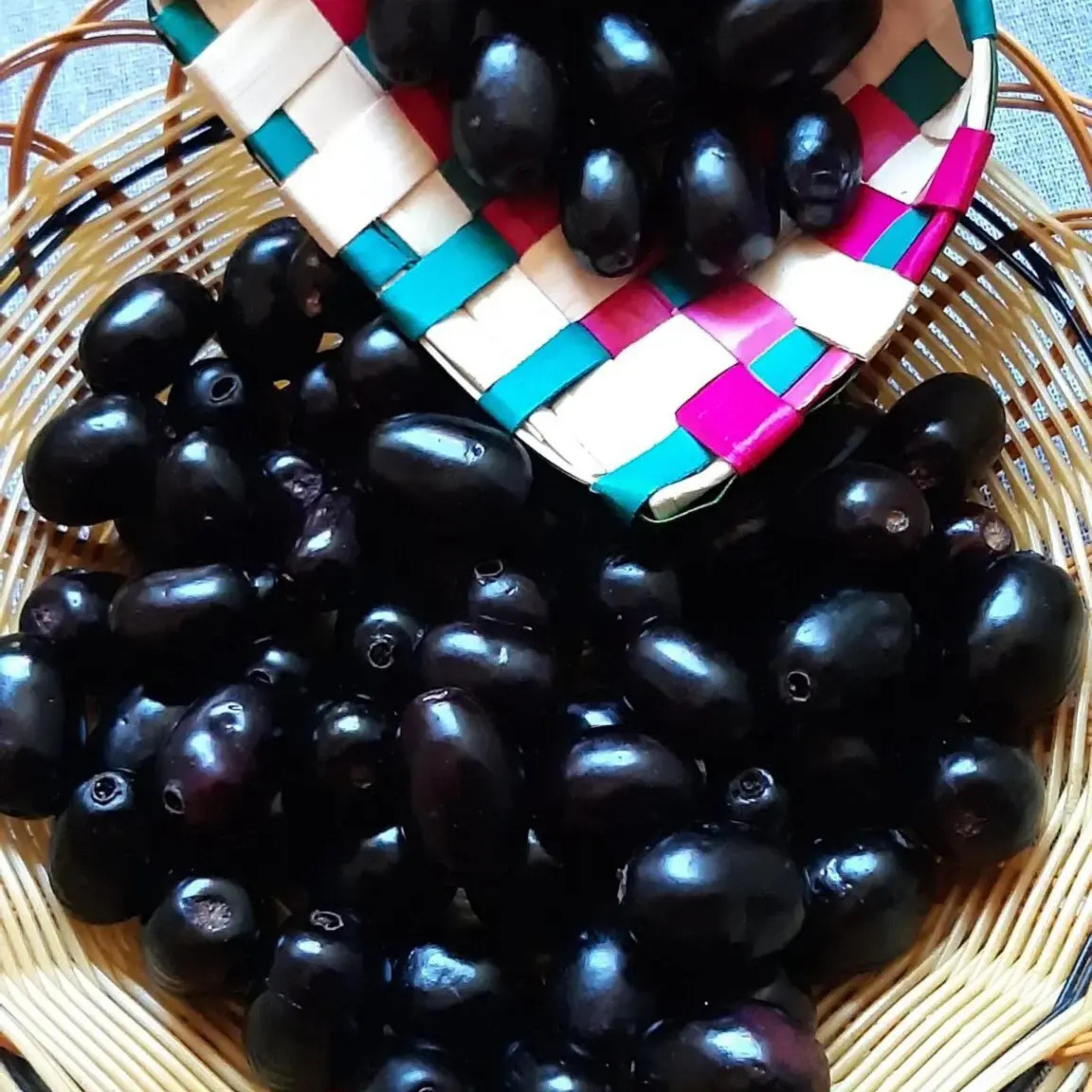 Jamun/Black Plum (Syzygium cumini) Fruit Live Plant