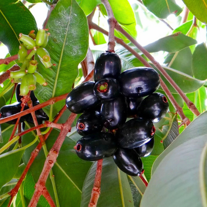 Jamun/Black Plum (Syzygium cumini) Fruit Live Plant