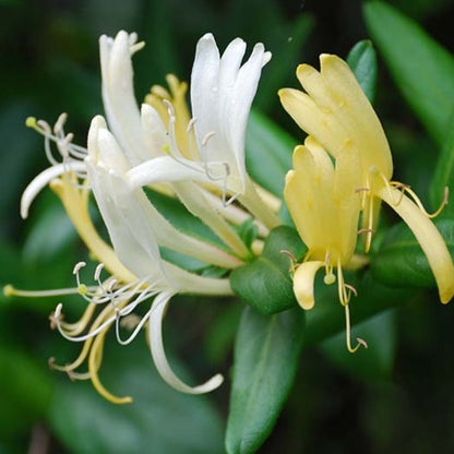 Honeysuckle (Madhumathi) Flowering Live Plant